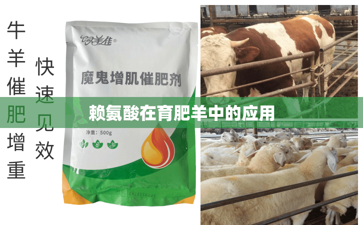 赖氨酸在育肥羊中的应用