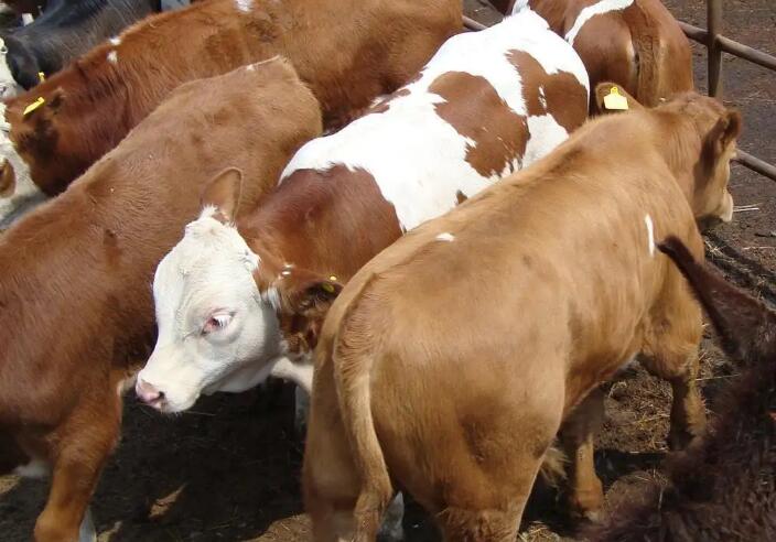牛的催肥添加剂有用吗？