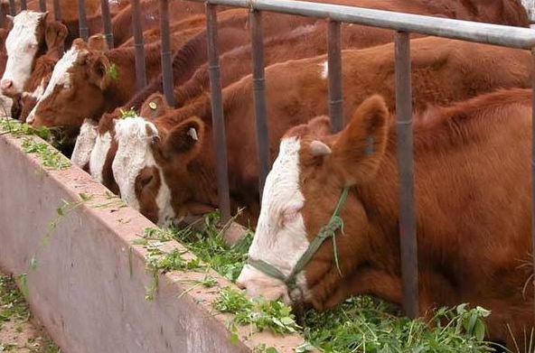 肉牛用什么方法催肥快？肉牛催肥剂怎么选择？