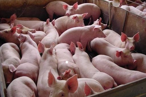 猪用催肥促长添加剂那种比较好？