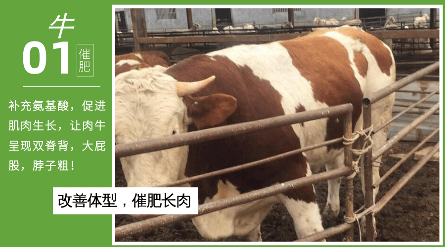 牛羊育肥使用什么添加剂好些呢？