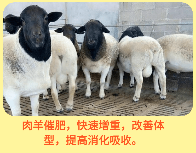 羊催肥提高生长速度的方法